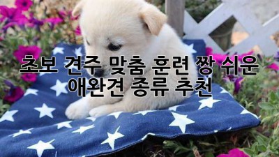 초보 견주 맞춤🐶 훈련 짱 쉬운 애완견 종류 추천🥇